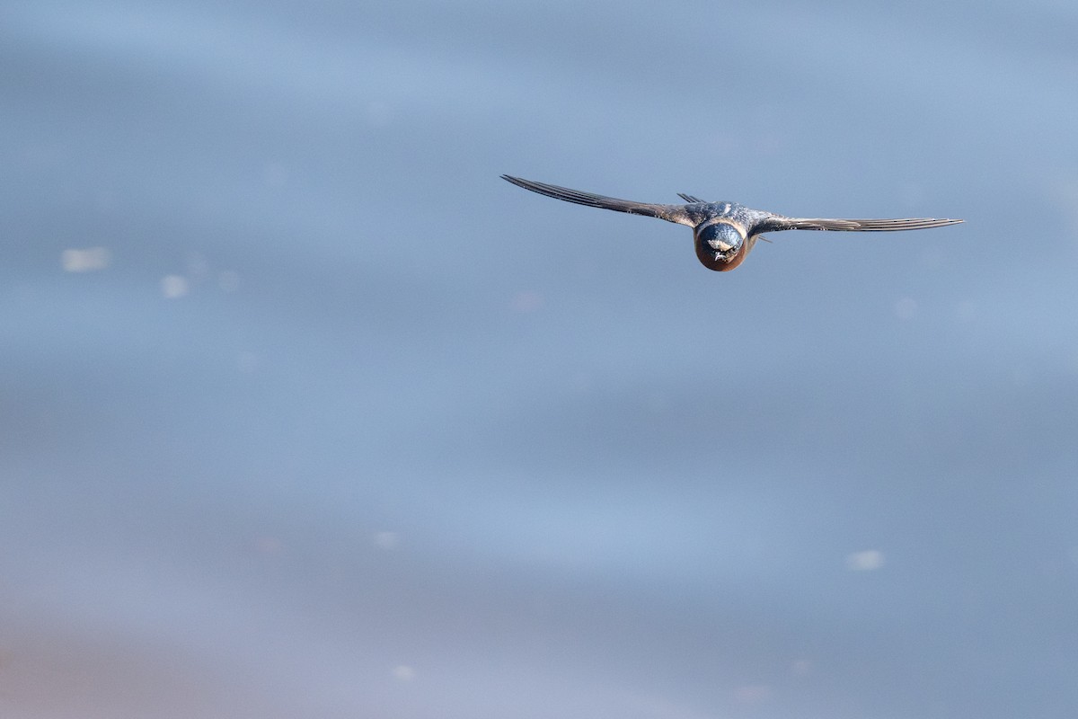 Cliff Swallow (pyrrhonota Group) - ML647220364