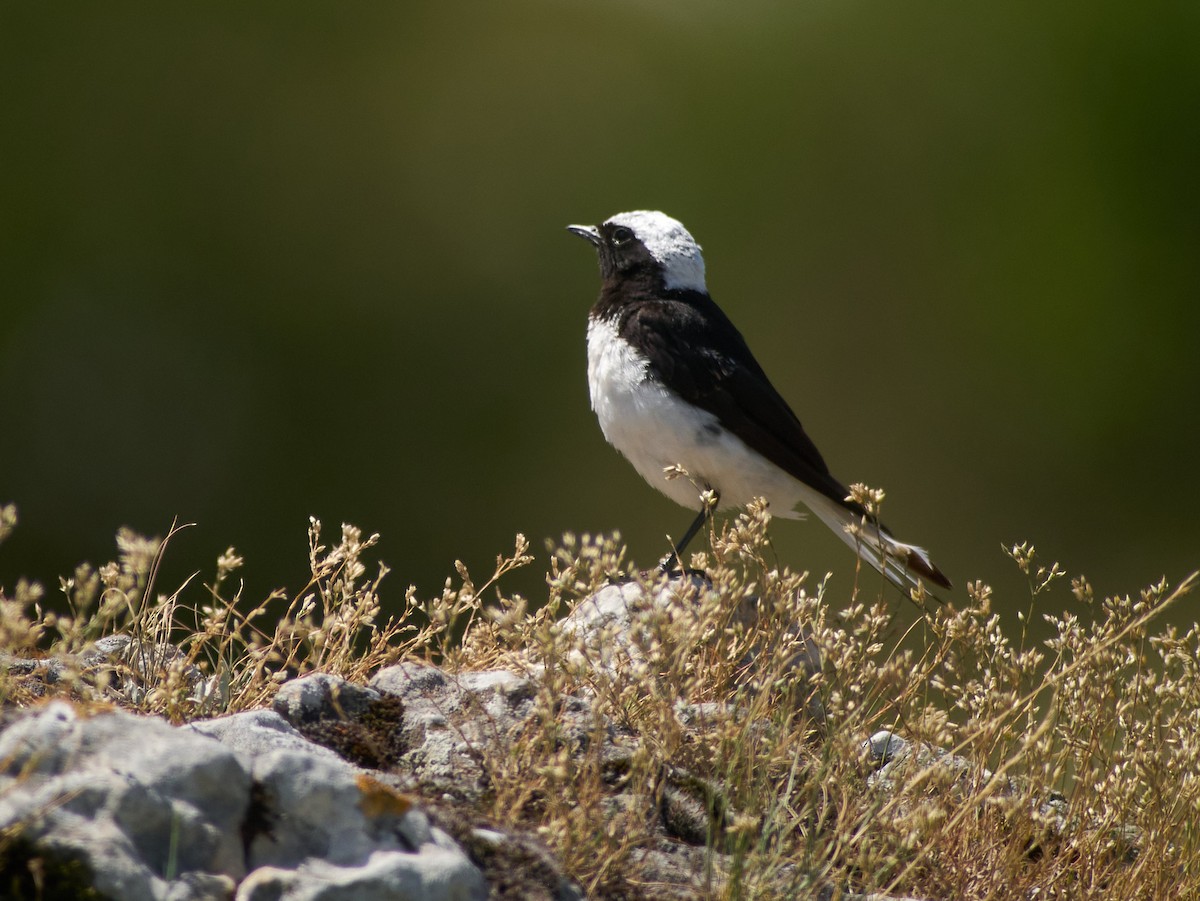 Мяраан чогчиго - ML647220369