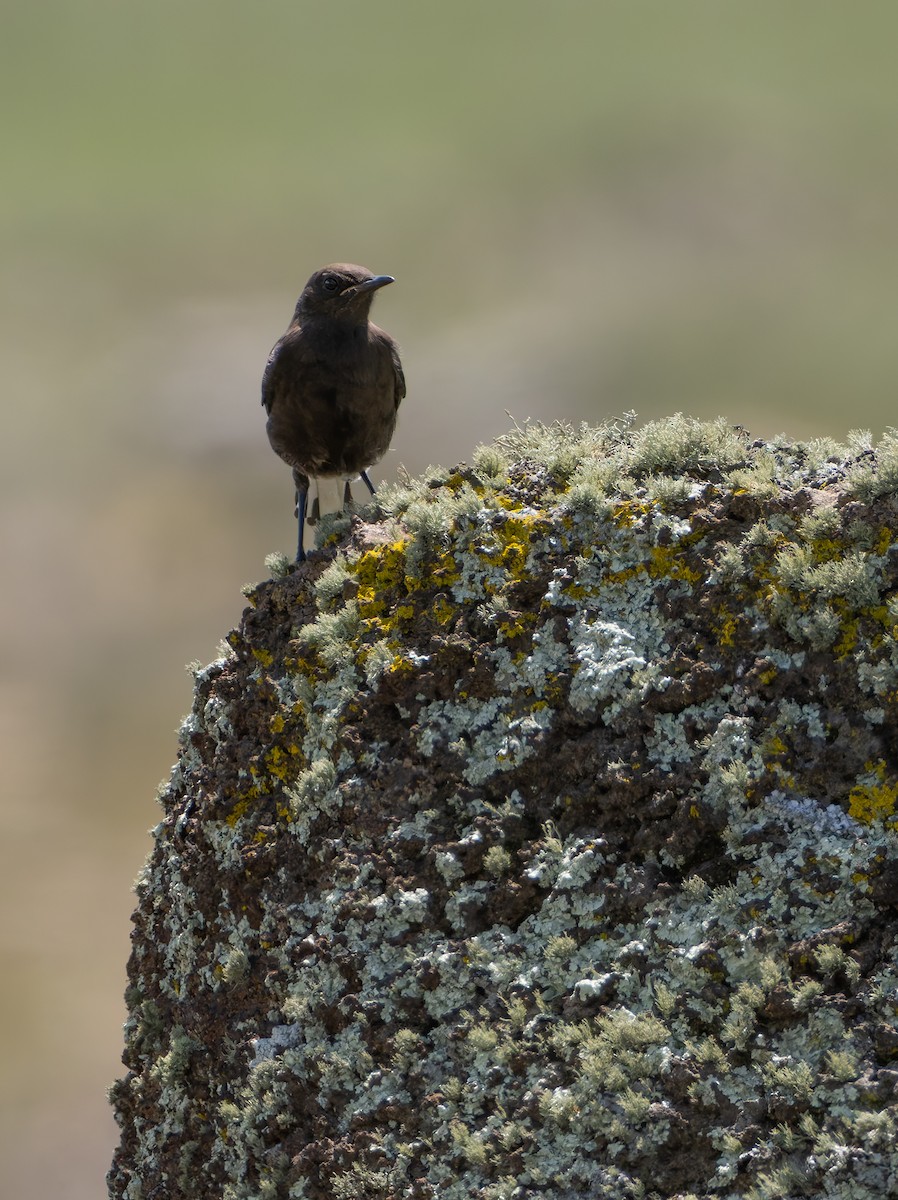 Mountain Chat - ML647220384