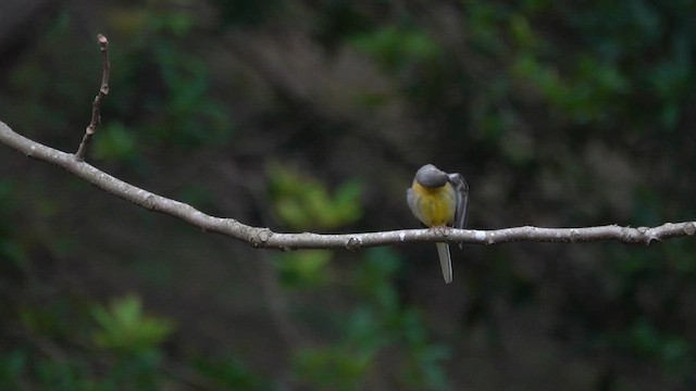 נחליאלי זנבתן - ML647220385