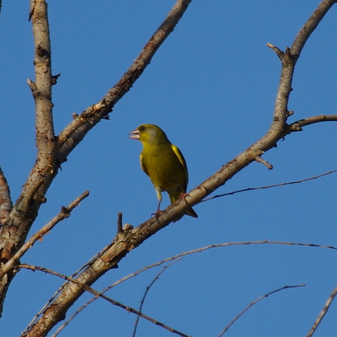 European Greenfinch - ML647220387