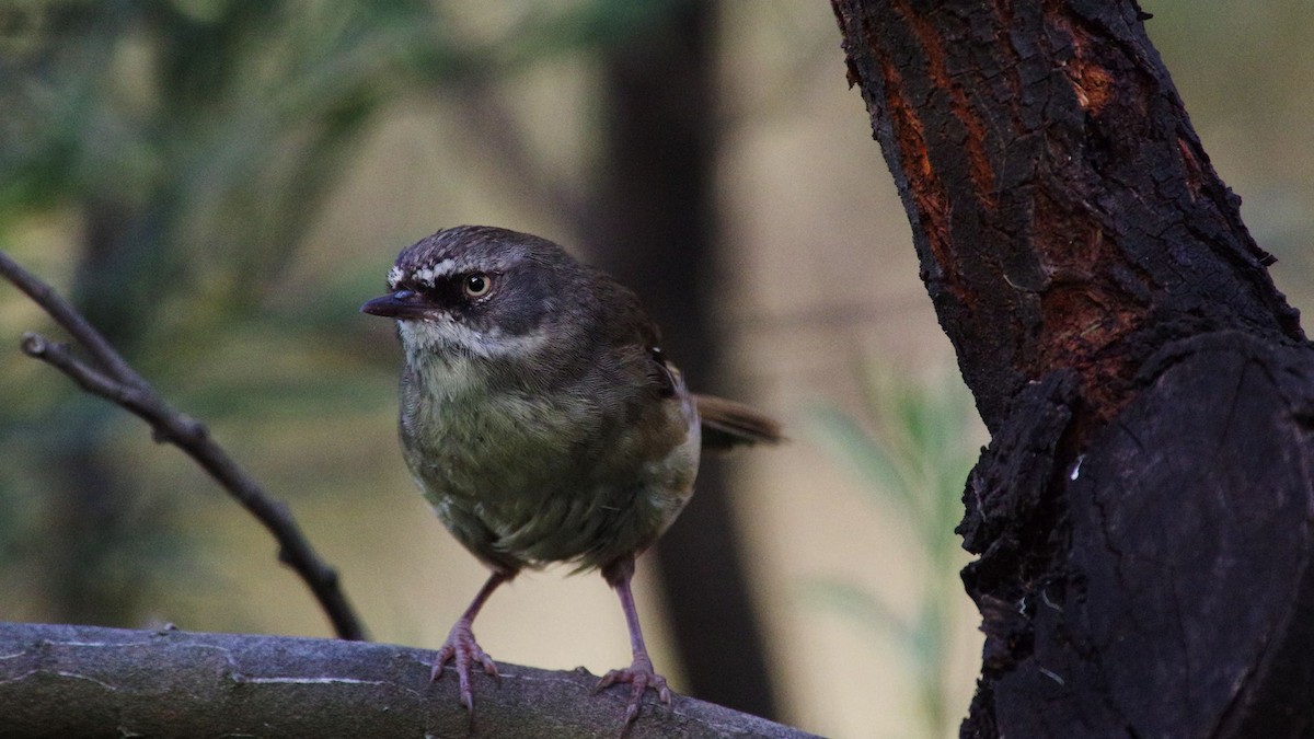 White-browed Scrubwren - ML647220388