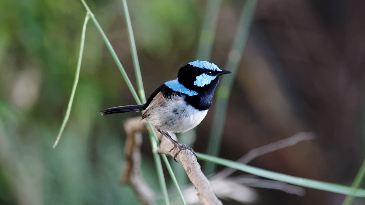 Superb Fairywren - ML647220391