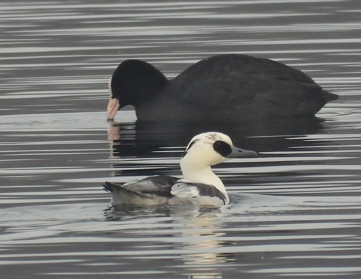 מרגון גמדי - ML647220393