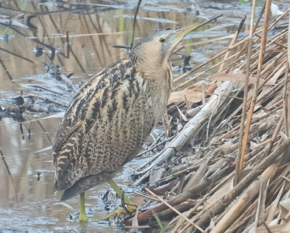 Eurasian Bittern - ML647220395