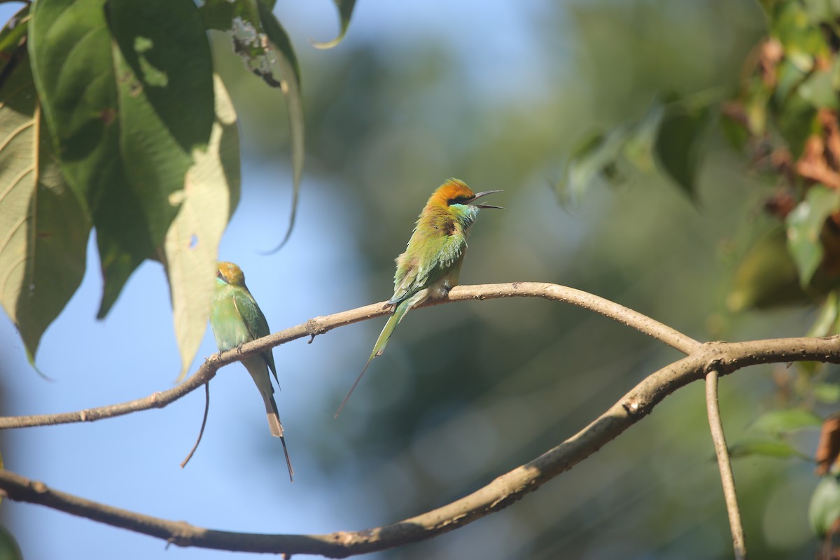 Asian Green Bee-eater - ML647220396