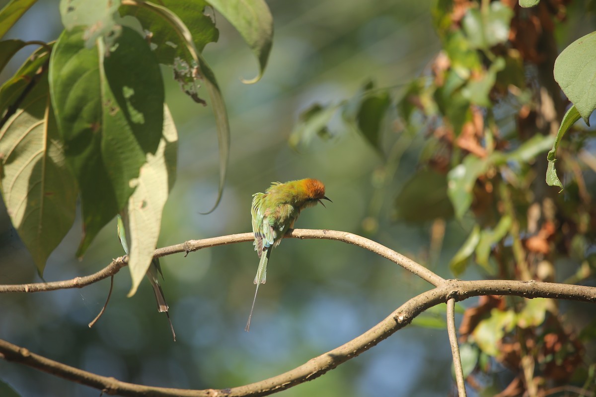Asian Green Bee-eater - ML647220397