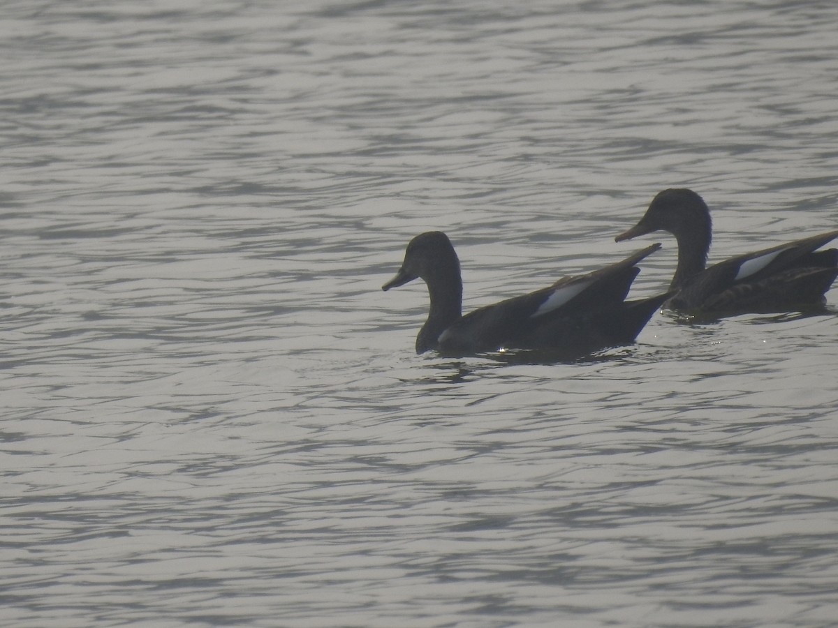 Gadwall - ML647220398