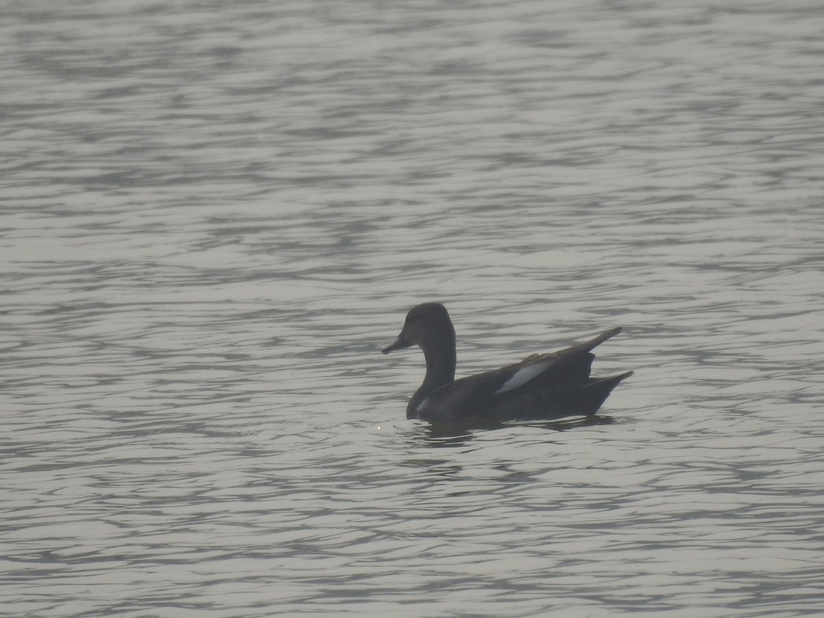 Gadwall - ML647220399