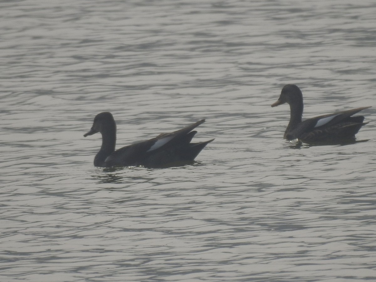 Gadwall - ML647220400