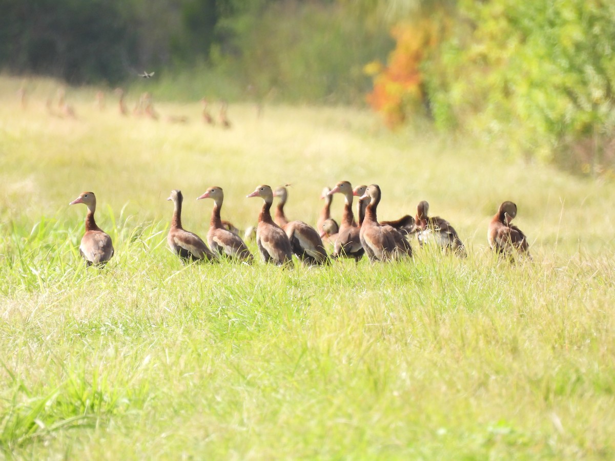 Black-bellied Whistling-Duck - ML647220402