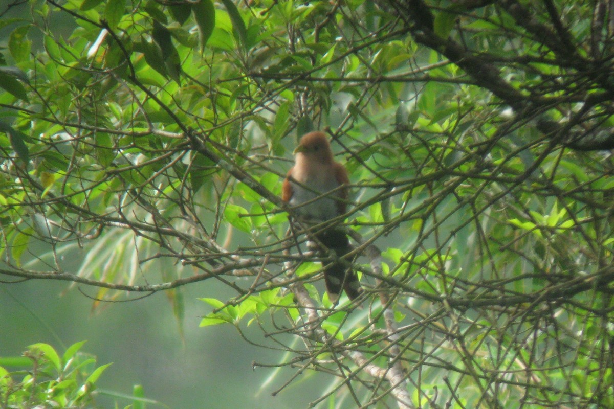 Squirrel Cuckoo - Patricia and Richard Williams