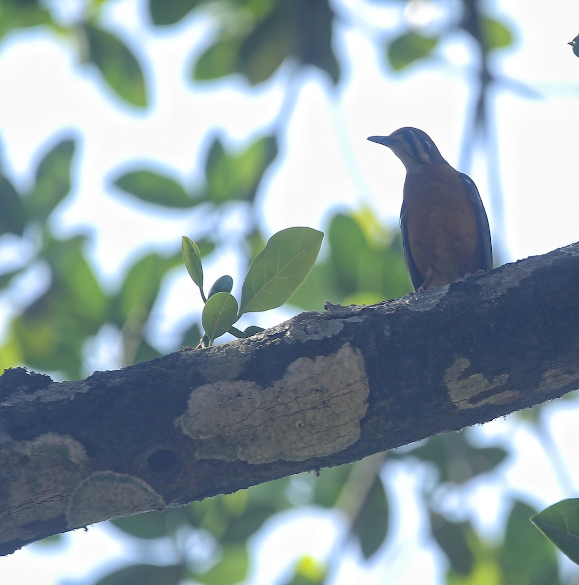 オレンジジツグミ - ML647220410