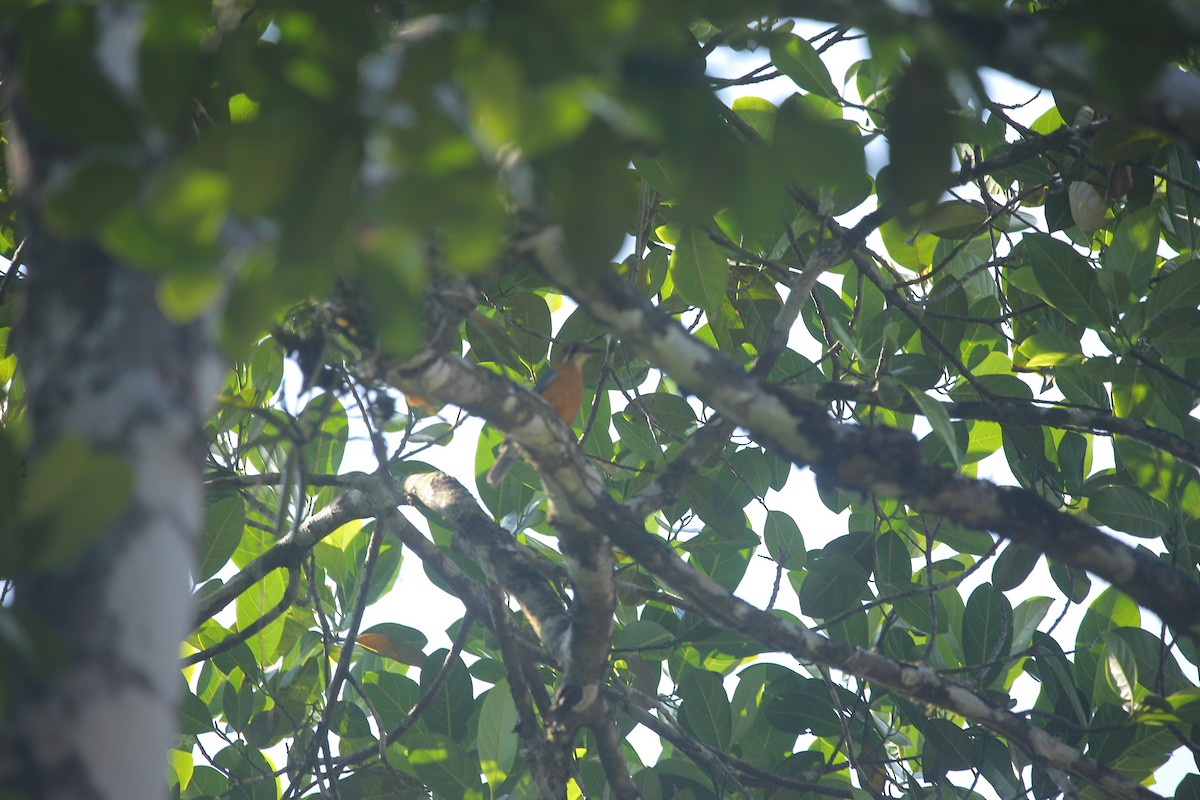 オレンジジツグミ - ML647220412