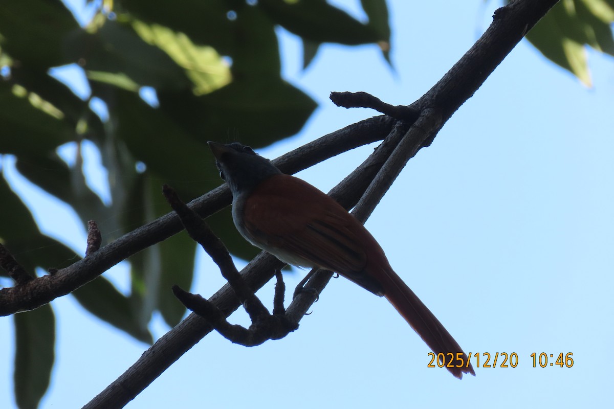 ブライスサンコウチョウ - ML647220417