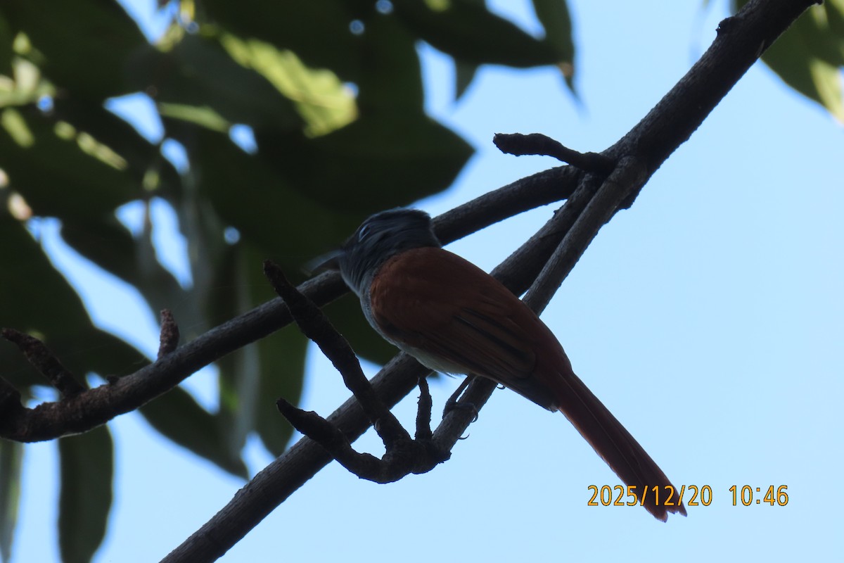 ブライスサンコウチョウ - ML647220418