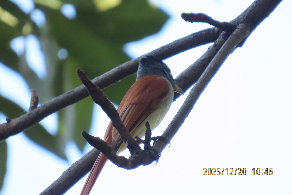 ブライスサンコウチョウ - ML647220419