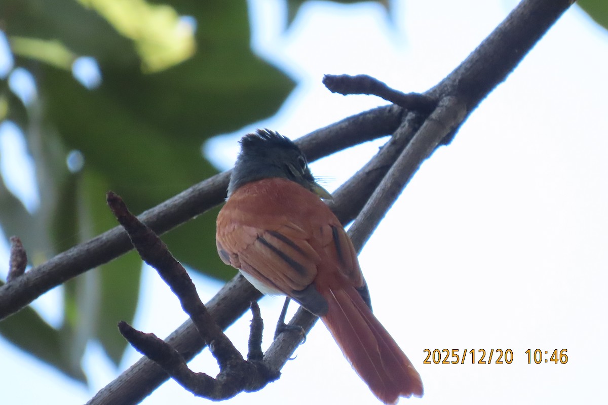 ブライスサンコウチョウ - ML647220420