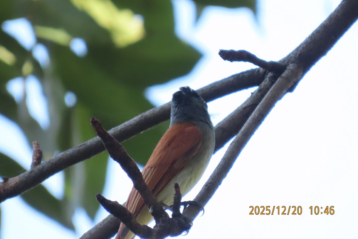 ブライスサンコウチョウ - ML647220421