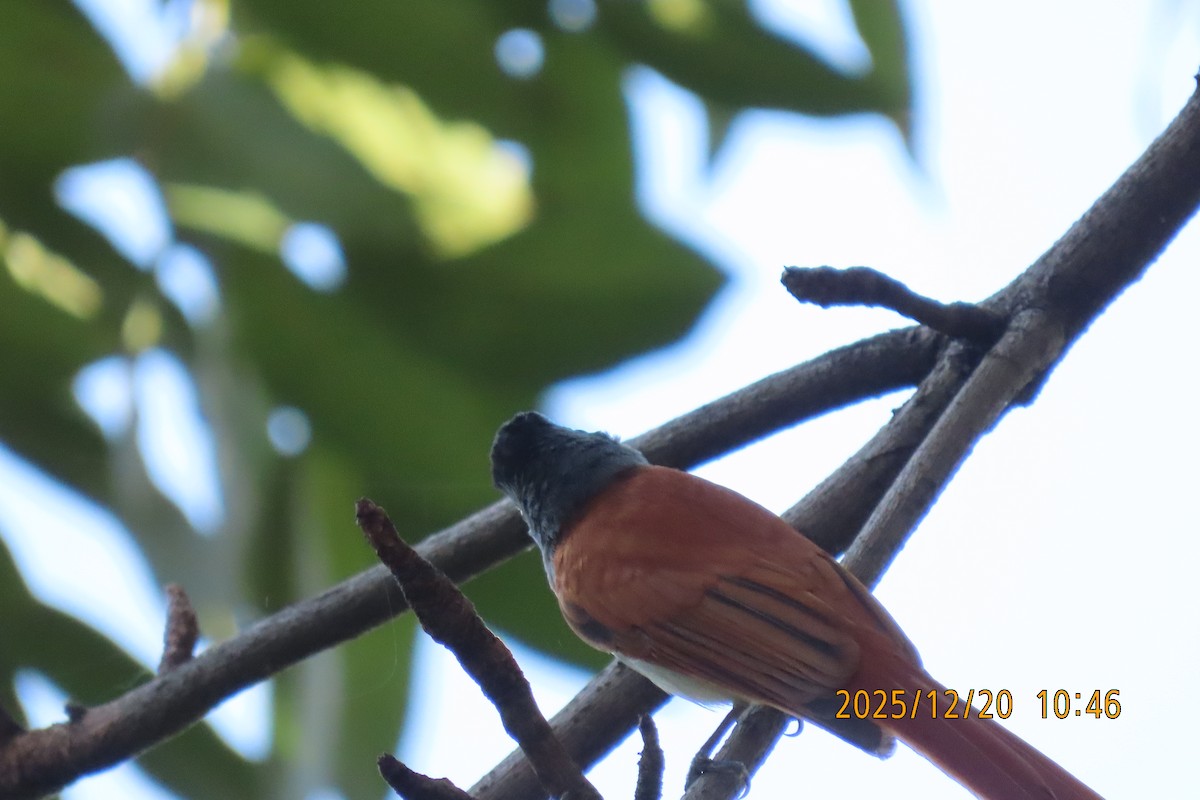 ブライスサンコウチョウ - ML647220422