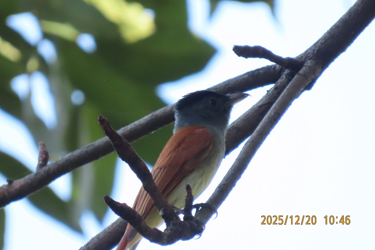 ブライスサンコウチョウ - ML647220423