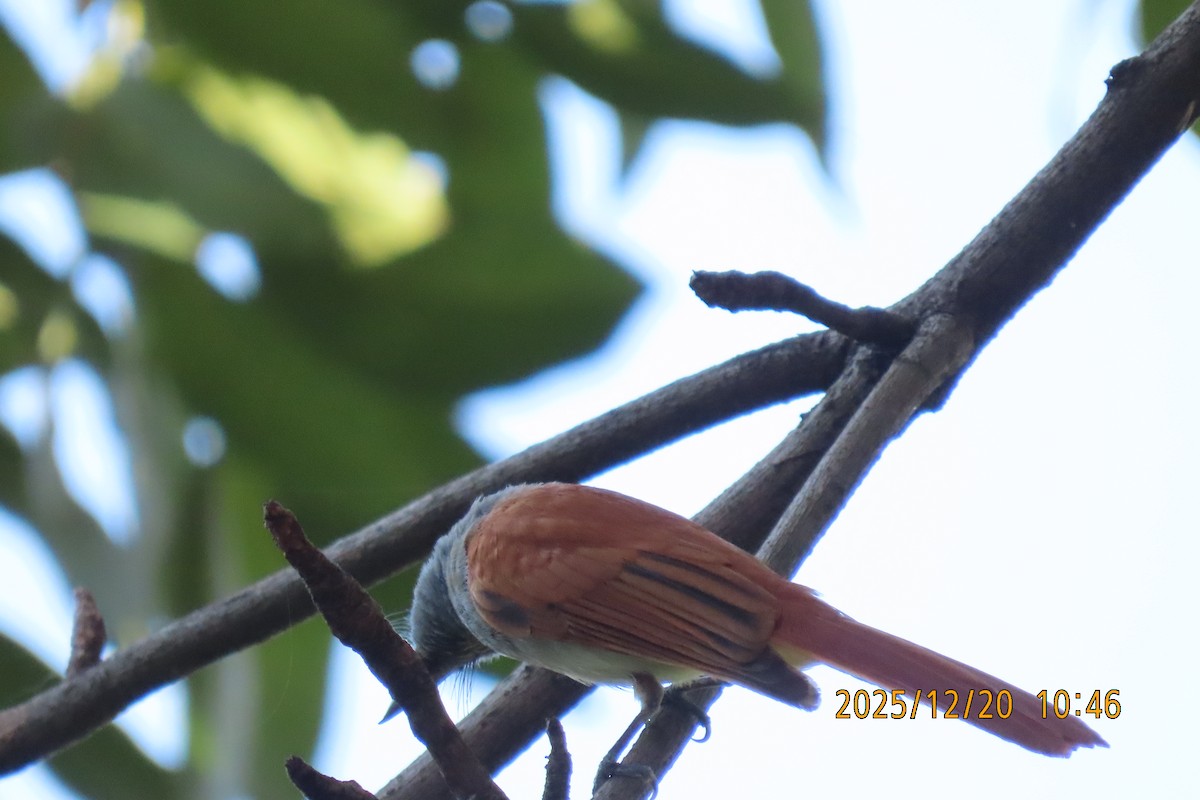 ブライスサンコウチョウ - ML647220424