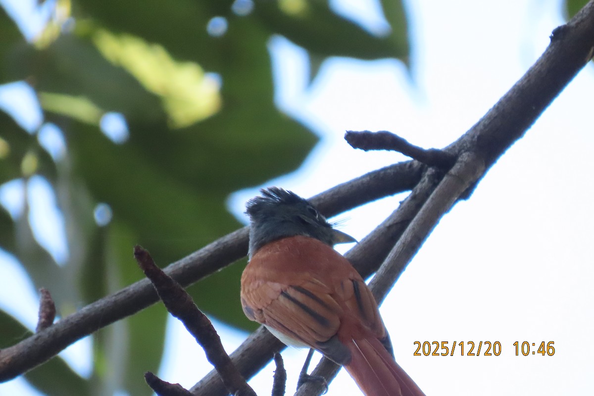 ブライスサンコウチョウ - ML647220425