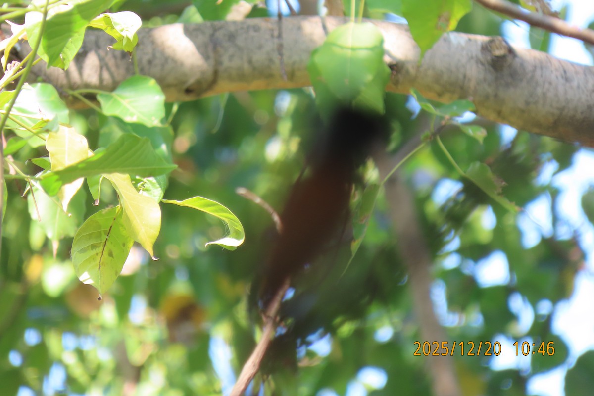 ブライスサンコウチョウ - ML647220426