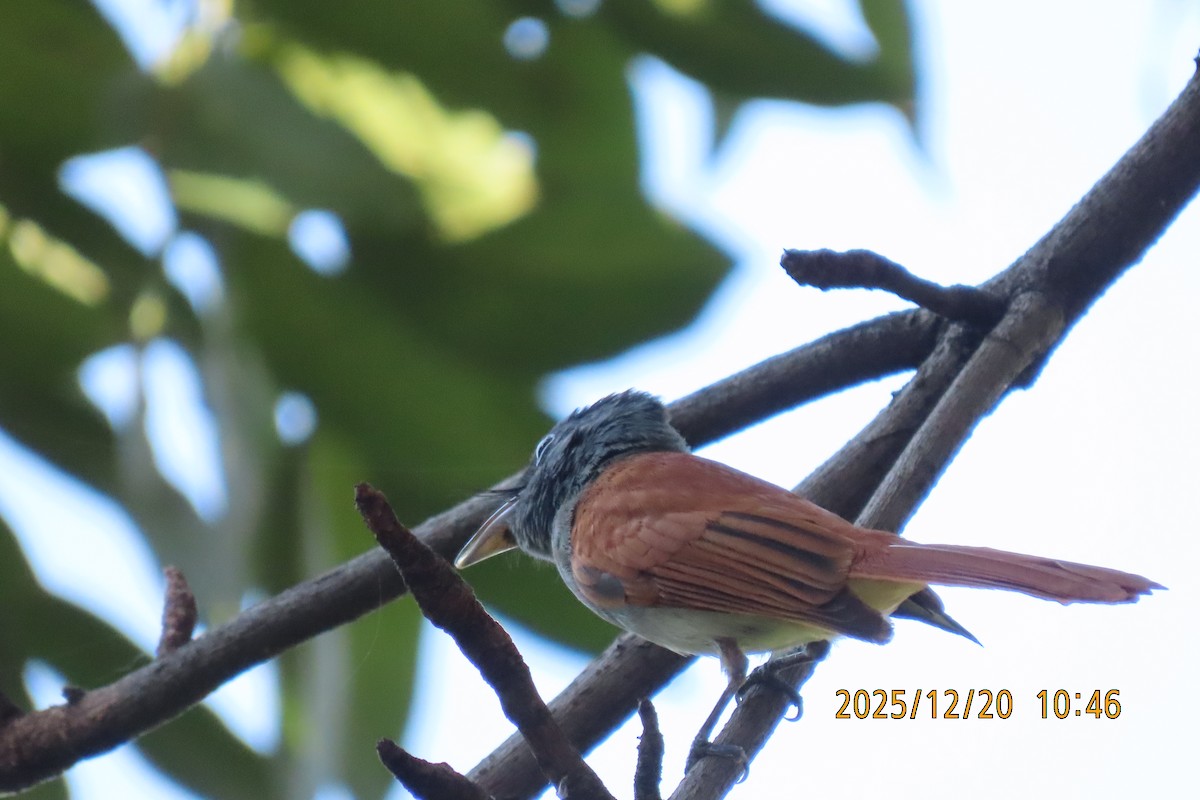 ブライスサンコウチョウ - ML647220427