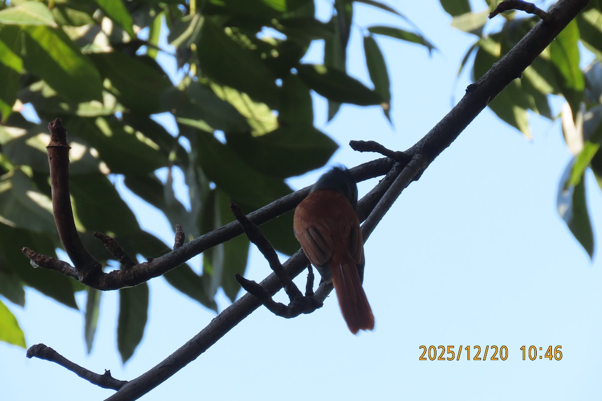 ブライスサンコウチョウ - ML647220429