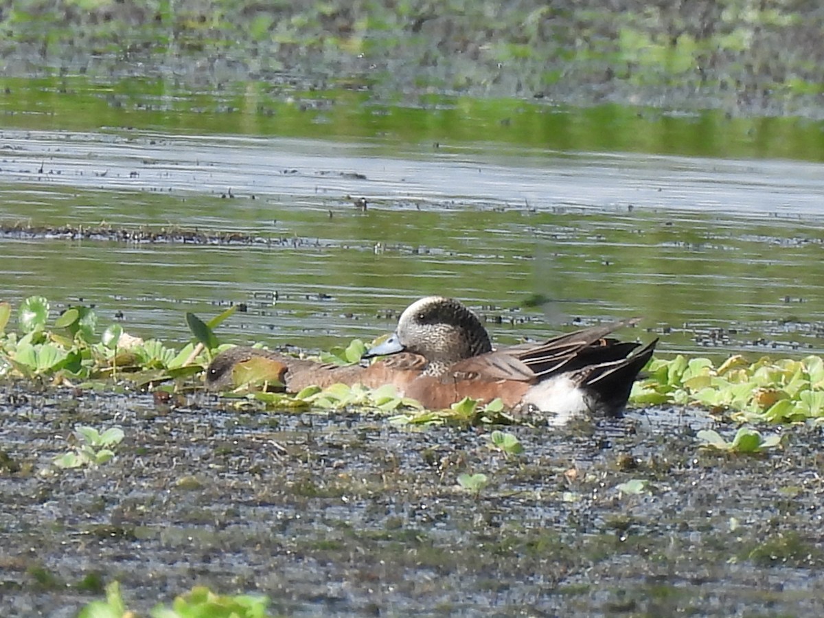 American Wigeon - ML647220433