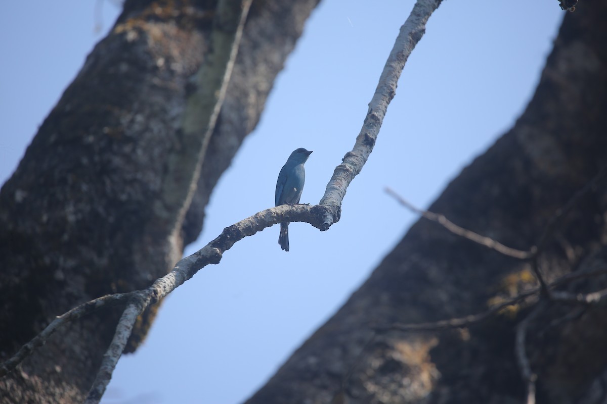 ロクショウヒタキ - ML647220435