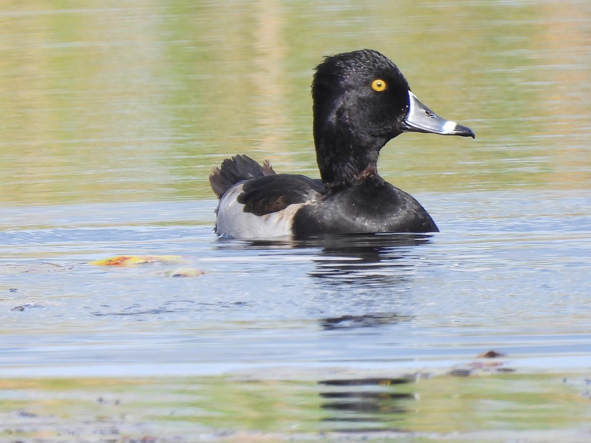 Ring-necked Duck - ML647220436