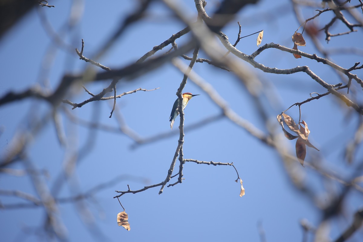 チャガシラハチクイ - ML647220439