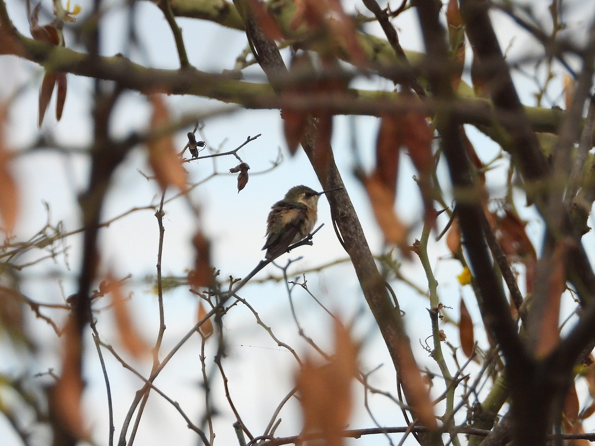 チビオハチドリ - ML647220441