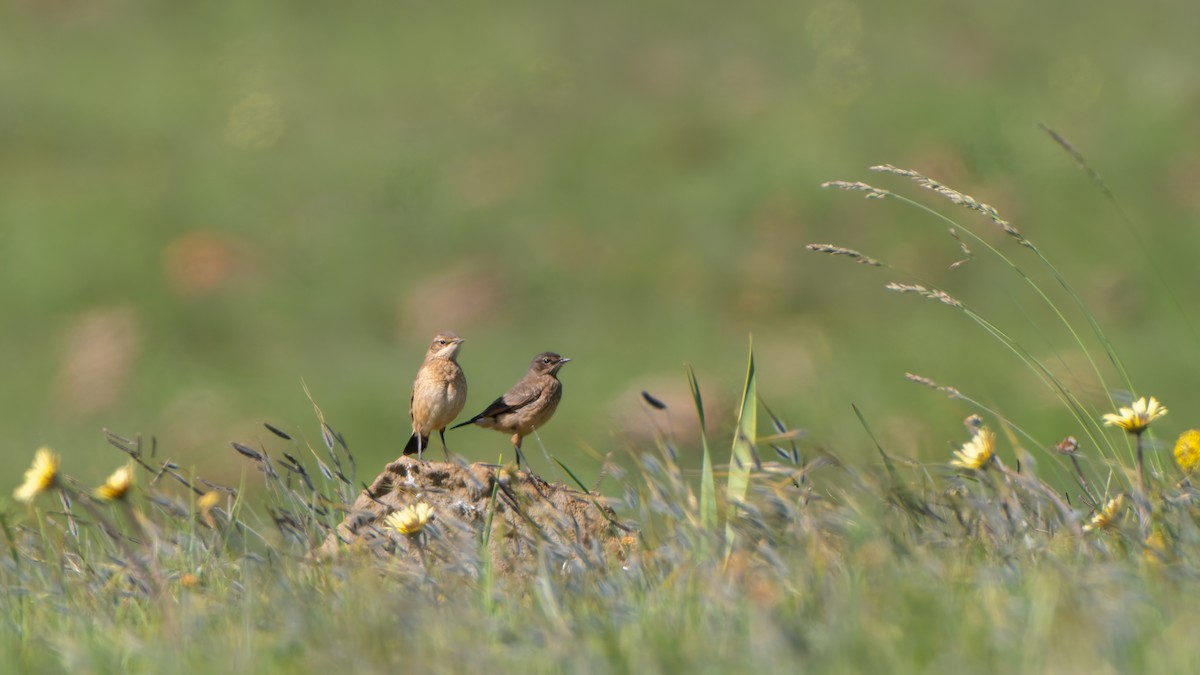 クロエリサバクヒタキ - ML647220442