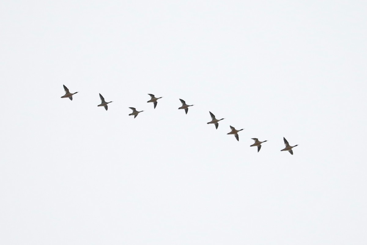 Red-breasted Merganser - ML647220443