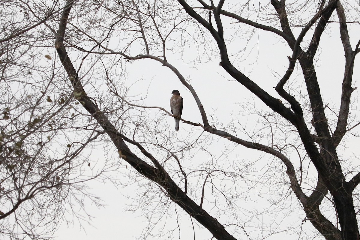 Cooper's Hawk - ML647220445