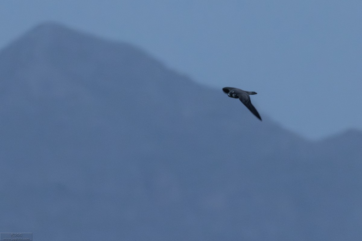 Peregrine Falcon - ML647220446