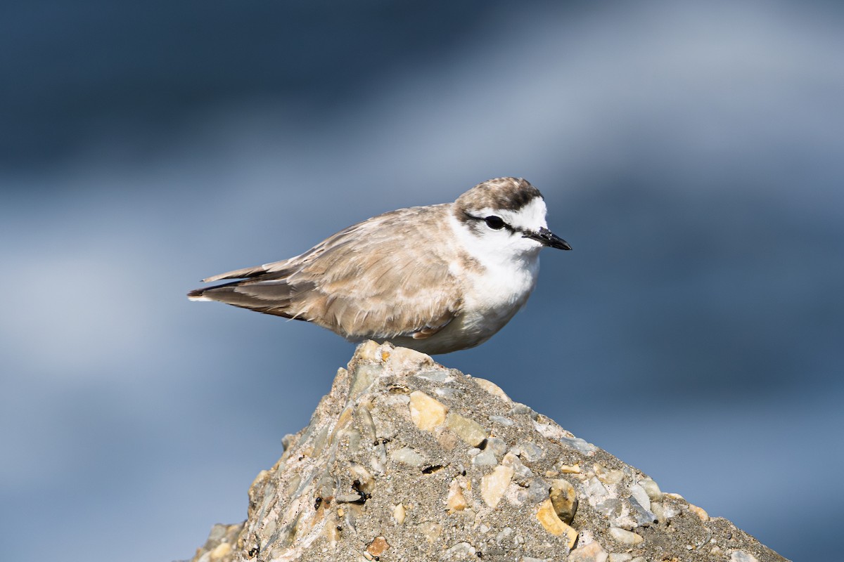 Белолобый зуёк - ML647220447