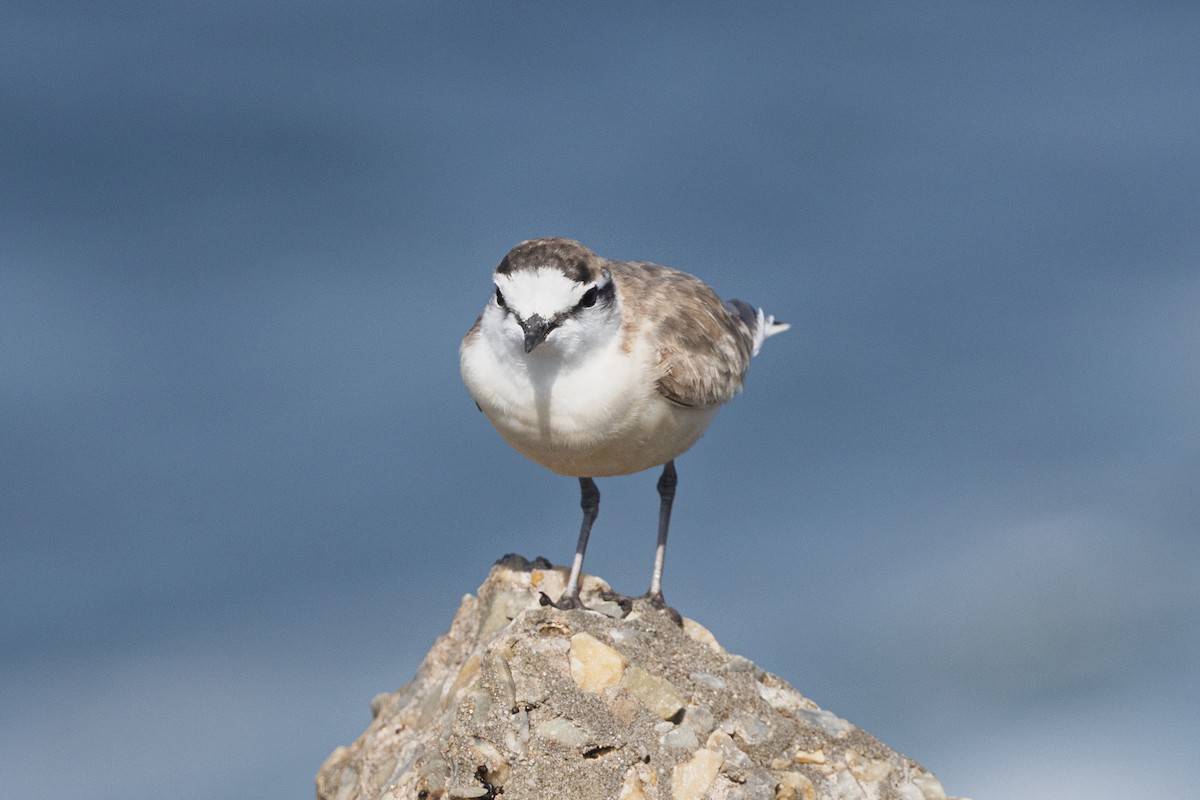 Белолобый зуёк - ML647220448