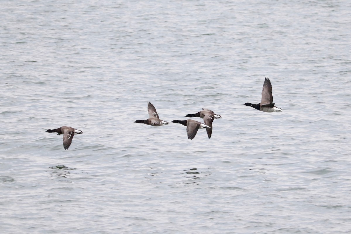 Brant - ML647220450