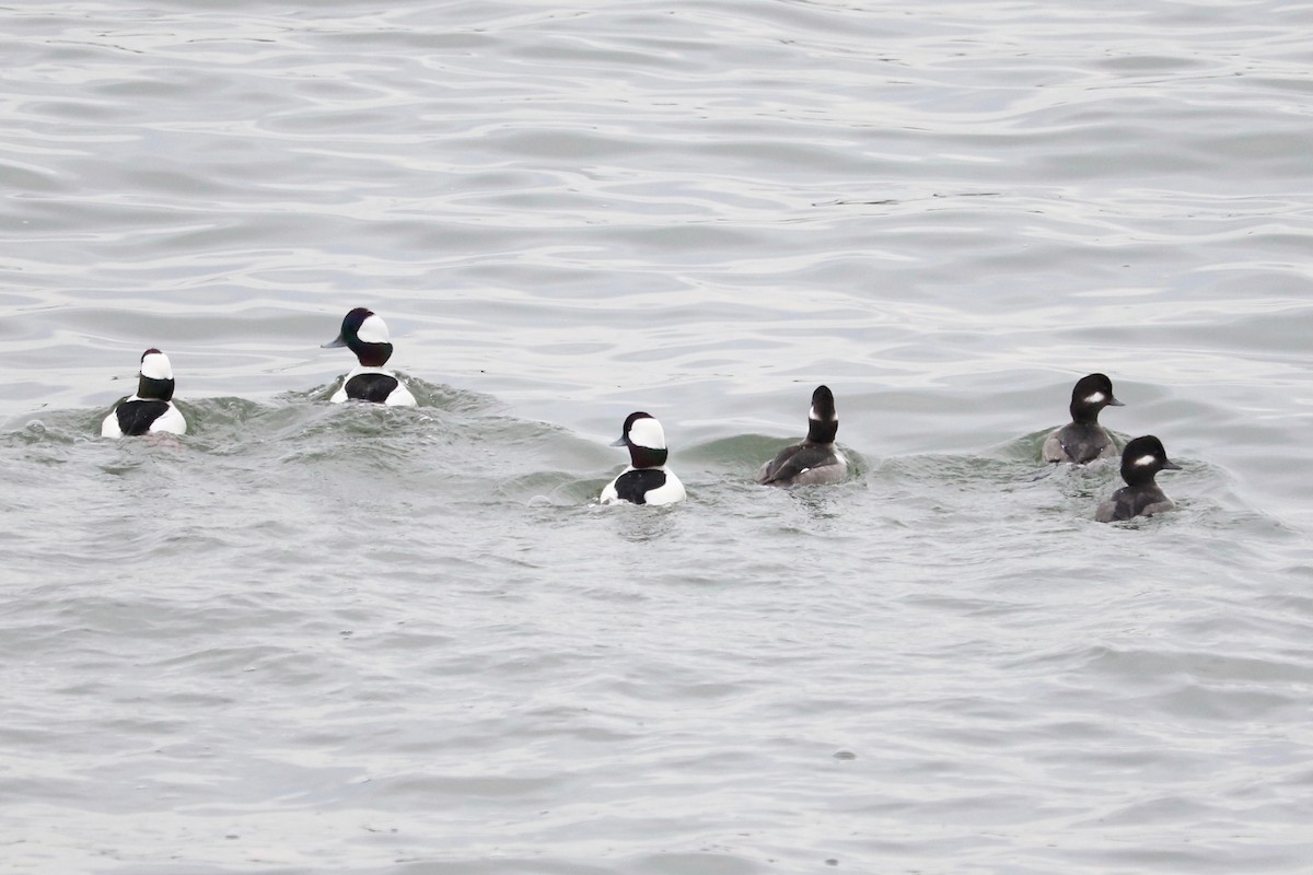 Bufflehead - ML647220454