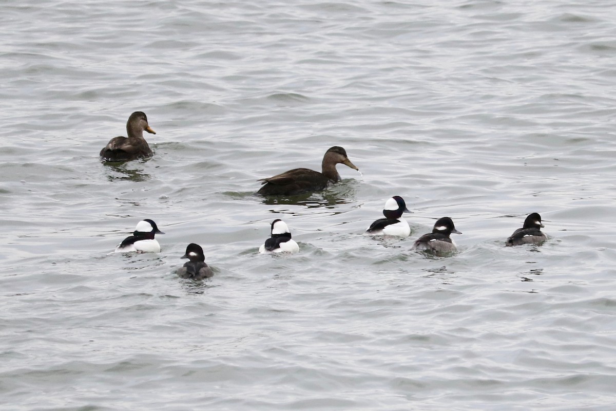 American Black Duck - ML647220456