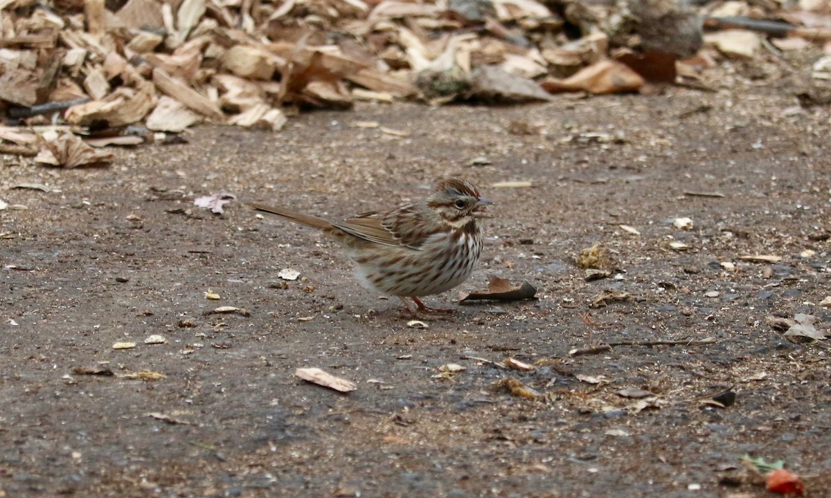 Song Sparrow - ML647220459