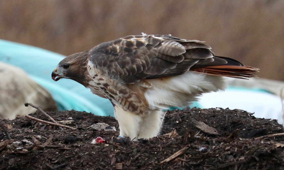 Red-tailed Hawk - ML647220469