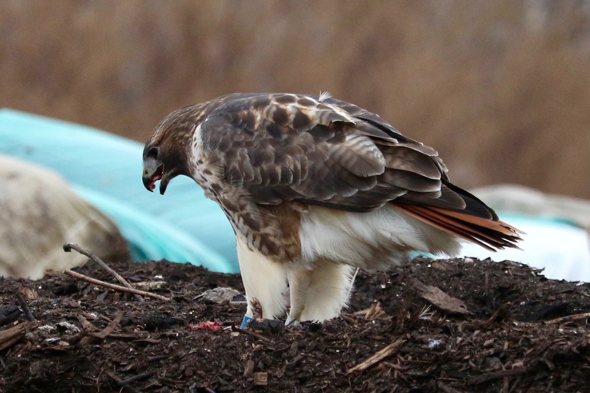 Red-tailed Hawk - ML647220470