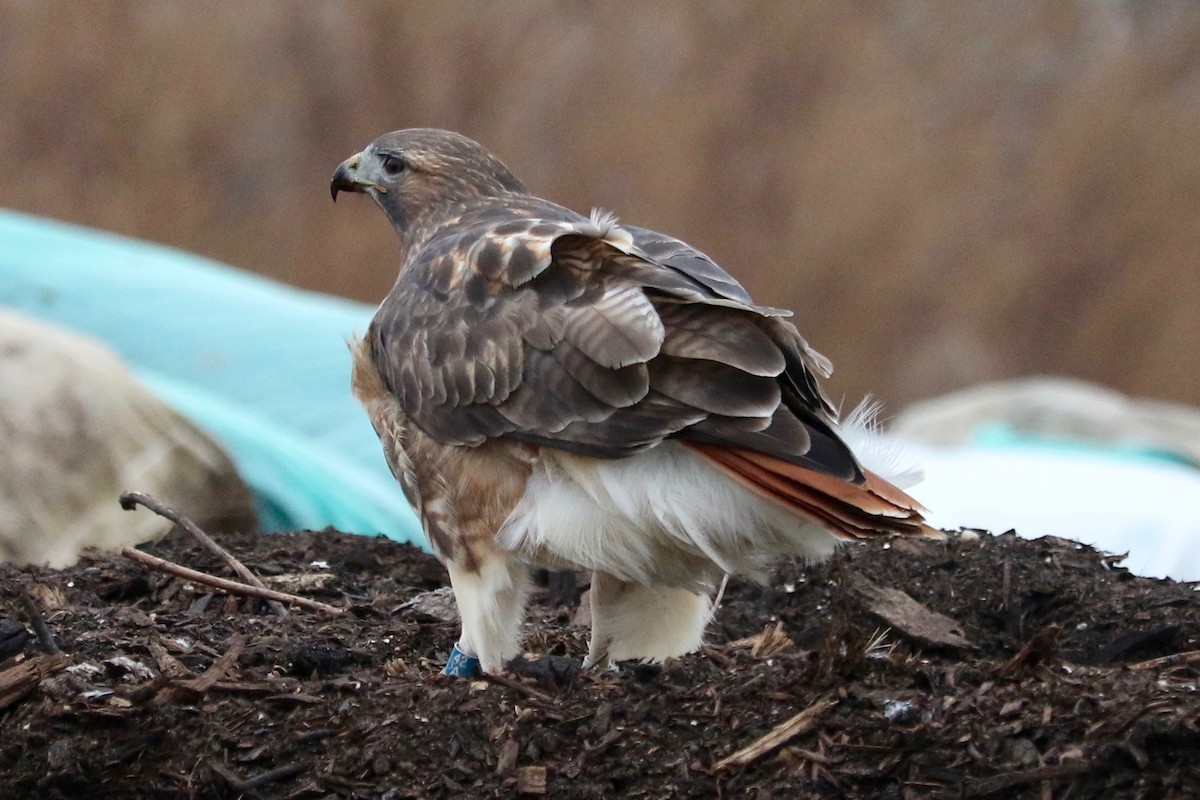 Red-tailed Hawk - ML647220471