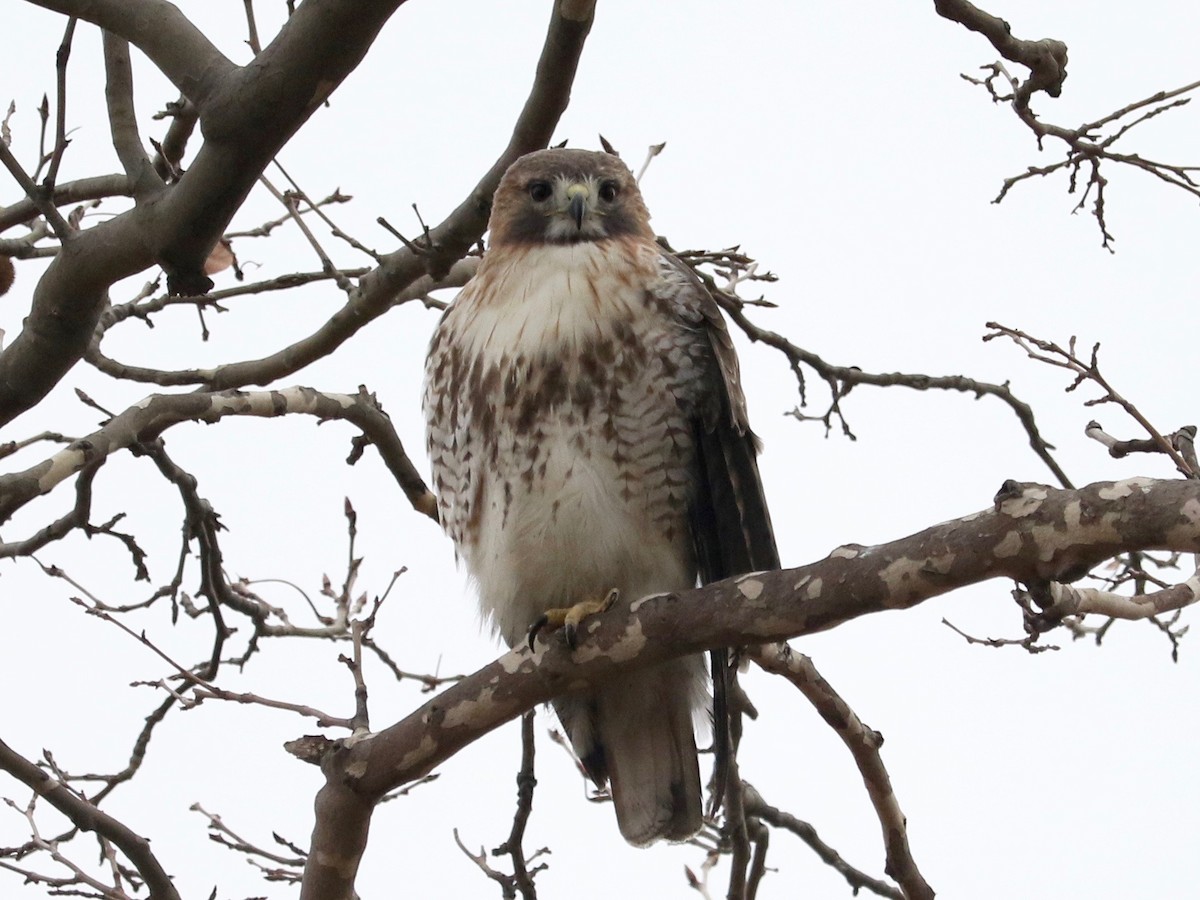 Red-tailed Hawk - ML647220472