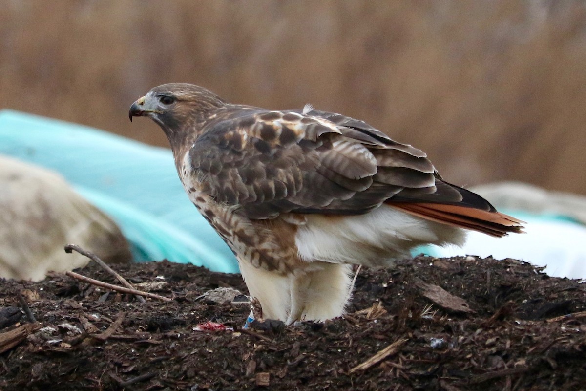 Red-tailed Hawk - ML647220473